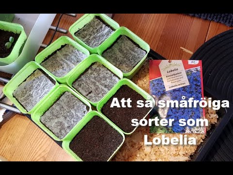 Video: När ska man plantera lobelia?