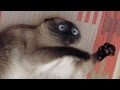 Cats just never fail to make us laugh – Funny cat compilation