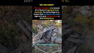 Hidden Bird or Broken Tree? 😱 Australia’s Tawny Frogmouth Camouflage Will Shock You #shorts