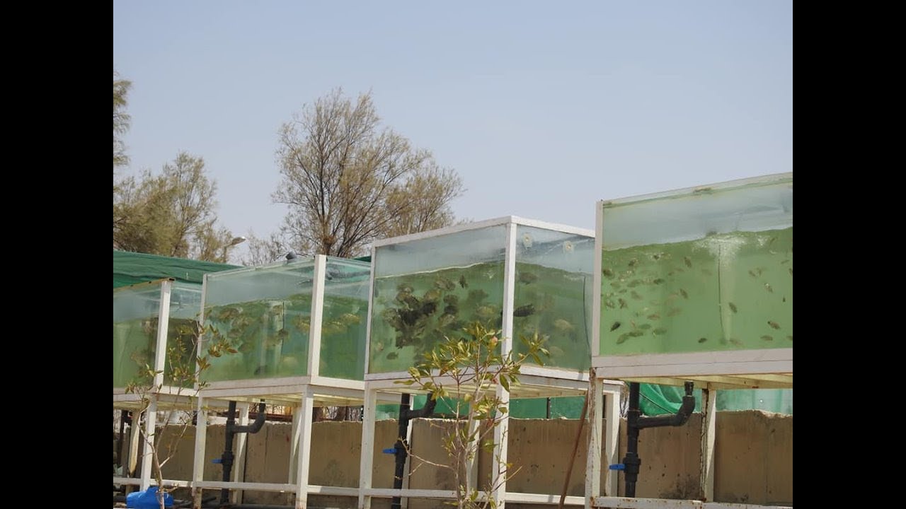 التحدي بين تامر ياسين 1000 سمكه في التانك وبيني 100 سمكه في التانك