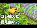 早急に抜かないと危険⚠️お庭に勝手に生えた木の正体教えます!