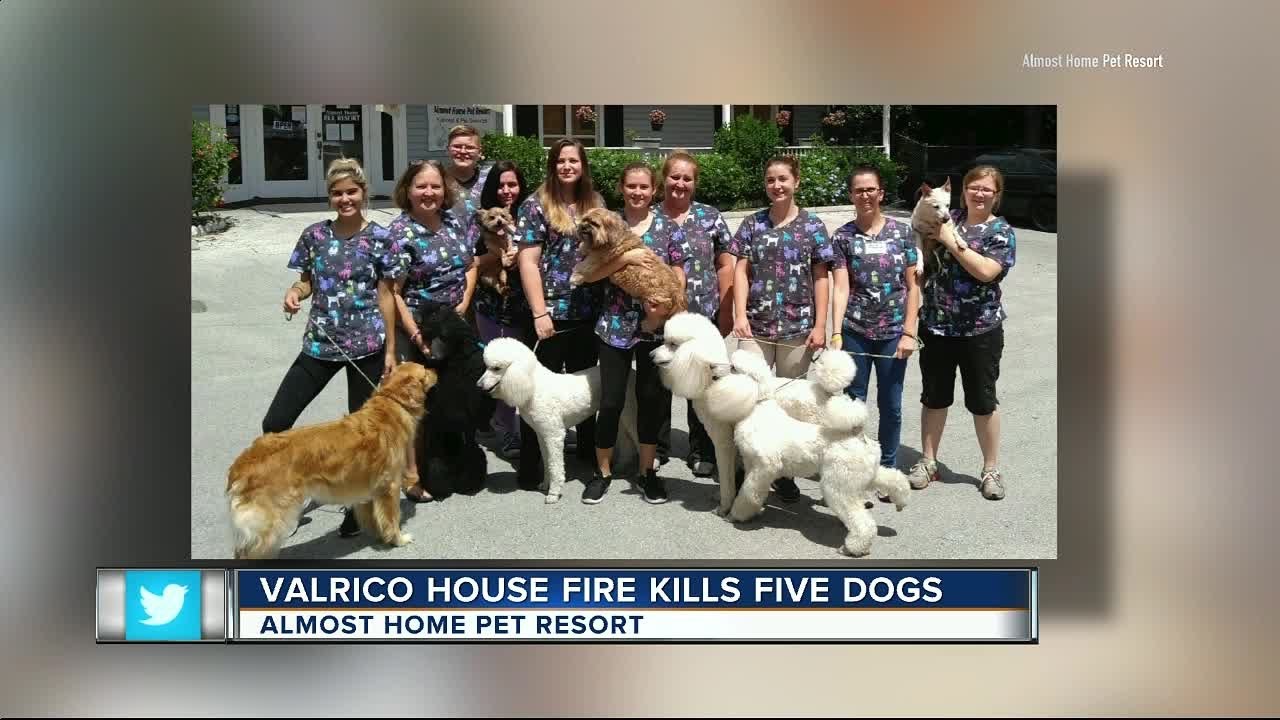 5 dogs, including show dogs, die in Valrico fire - YouTube