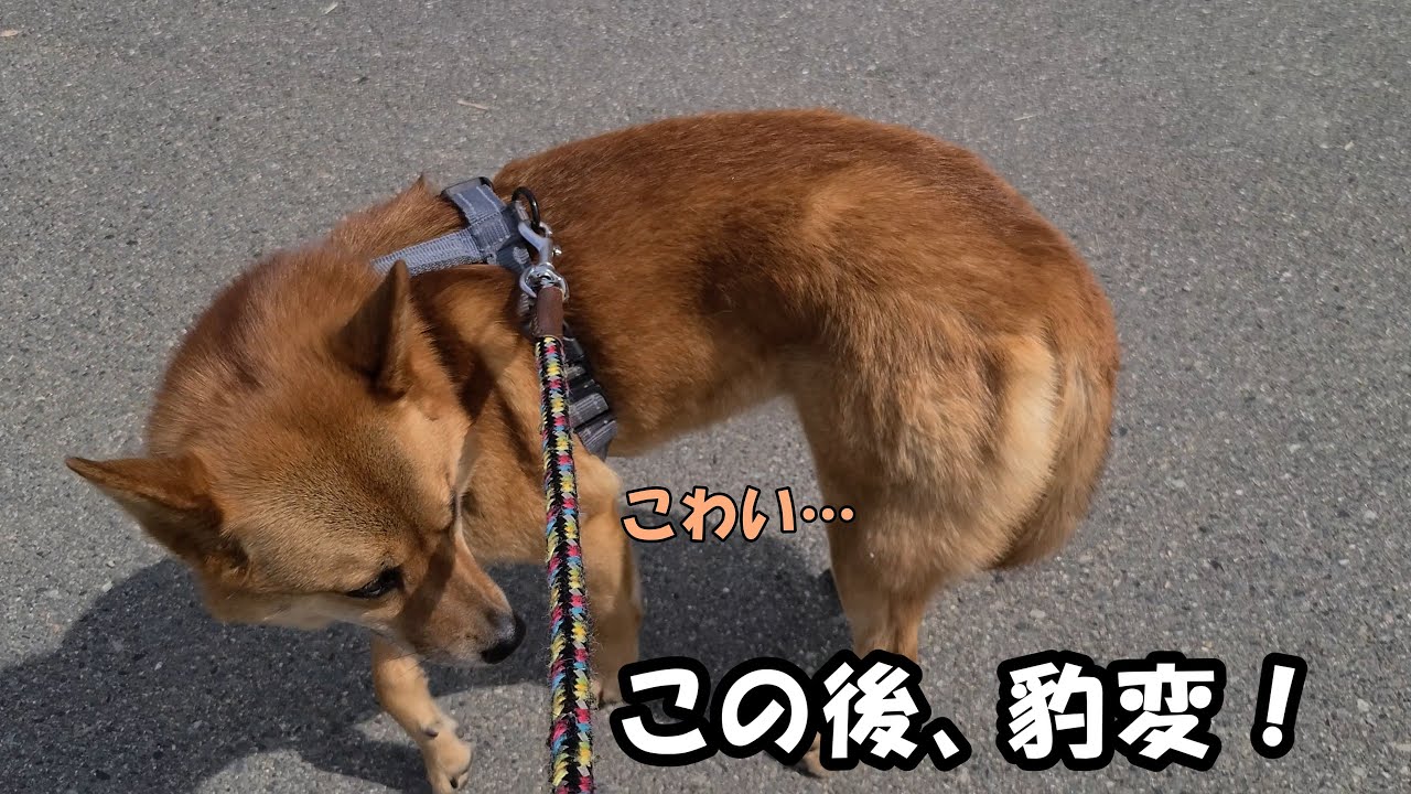 怯えていた筈がとある事で復活…豹変してしまいました