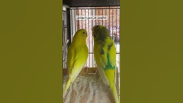 #سورة_يونس #قرآن #عبد_الباسط_عبد_الصمد #مصر #العراق #طيور #البادجي #quran #birds #budgies #america
