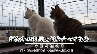 猫たちの徘徊に付き合ってみた