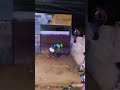 pérolas do trenzinho