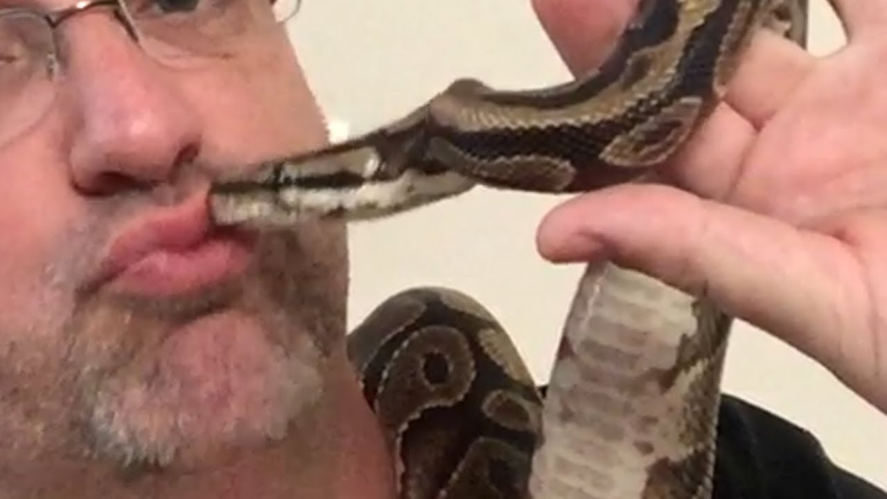 My Ball Python 'KHA' is turning 25 this year!!