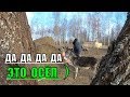 ОСЁЛ НА ХУТОРЕ / ЖИВЁМ НА ЗЕМЛЕ