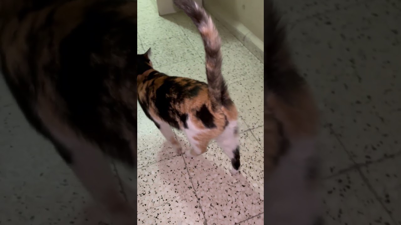 🔊🐱 Apartment cats inspecting the floors 