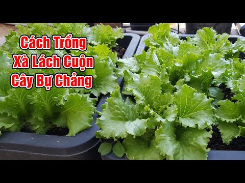 Video: Xà lách giòn là gì: Mẹo trồng cây xà lách giòn