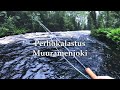 Perhokalastus Muuramenjoki