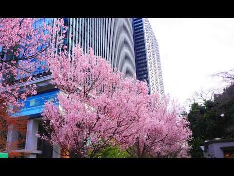 外濠公園と靖国神社の桜（令和4年）