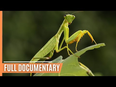 The World of Insects - Unveiling Earth's Mini Giants | Full Documentary