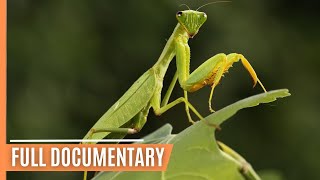 The World of Insects  Unveiling Earth's Mini Giants | Full Documentary