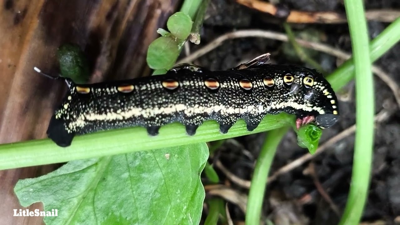 Millipedes, Snails, and Caterpillars Play Together! A Funny Video for Kids