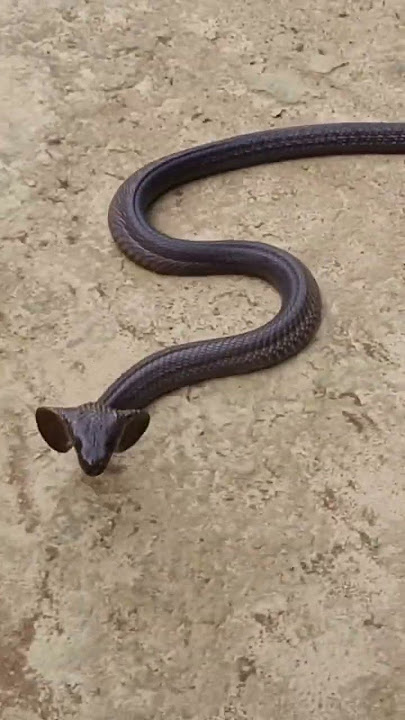 #nag #nagin #biral #shorts #video #mere munne bhool Na Jana tu Dudh ka karj nibhaanaa 🐍😭😭🐍😭#