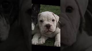 Walle da han var lille baby😭🐶💕 #bulldog #puppy #edit #love #pets