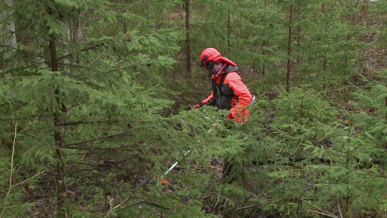 Vides prasības jaunaudžu kopšanā