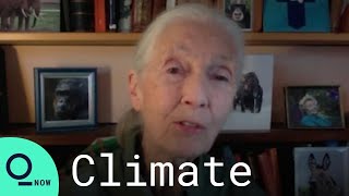 Conservationist Jane Goodall Talks About The Importance Of Tress In Battle Against Climate Change