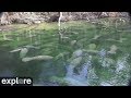 Above Water Manatee-Cam at Blue Spring State Park powered by EXPLORE.org