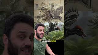 This Dinosaur Had Four Wings and Still Couldn’t Fly? #animals #evolution #learning #dinosaur #fossil