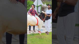 Legendary Beauty Mirza Goat