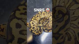Spotnose red stripe clown ball Python