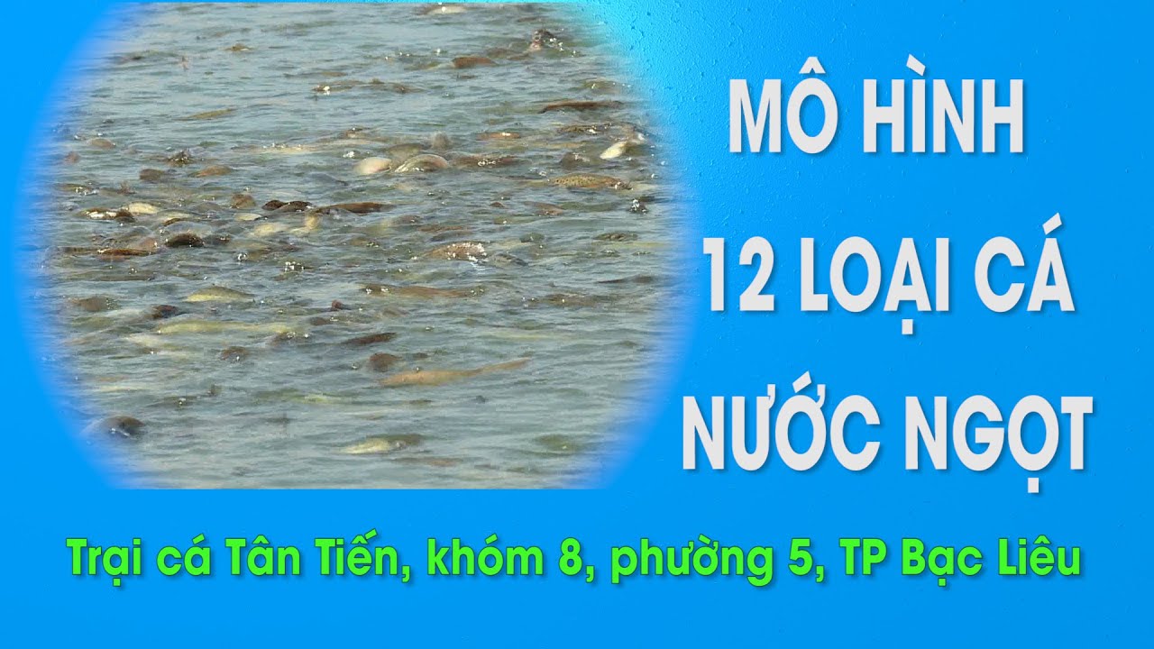 Mô hình nuôi 12 loại cá nước ngọt - thủy sản | Model... - youtube