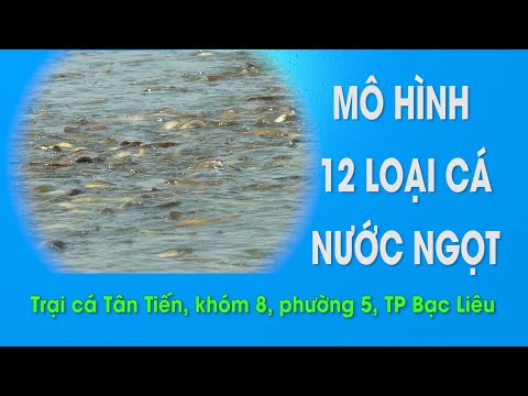 Video Mô hình nuôi 12 loại cá nước ngọt - thủy sản | Model... - youtube