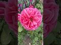வாங்கல! பரிசும் இல்ல! சுடவும் இல்ல! அப்பறம் எப்படி?! 'Dee-lish' rose #rose #garden #tamil