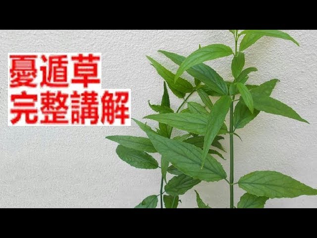 憂遁草休頓草 Aman Fong Youtube