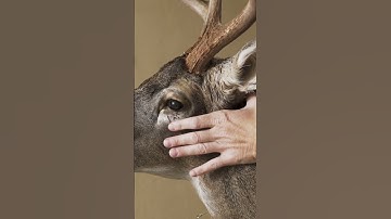 How To Mount A Whitetail Deer - Video Series - #taxidermy #whitetaildeer #diy #hunting  #whitetail