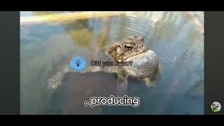 Ever wonder why the toad is croaking?