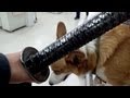 Samurai sword Umbrella / 日本サムライ刀傘 20121123 Goro@Welsh corgi