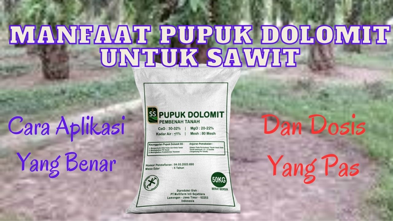 MANFAAT PUPUK DOLOMIT, CARA APLIKASI DAN DOSIS UNTUK SAWIT