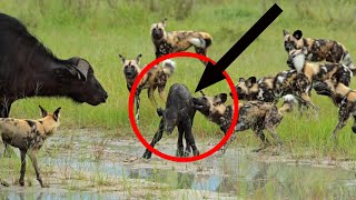 African Wild Dogs Attack Just Born Buffalo Calf|Wild Dogs Attack|Wild Dog Attack Buffalo Baby