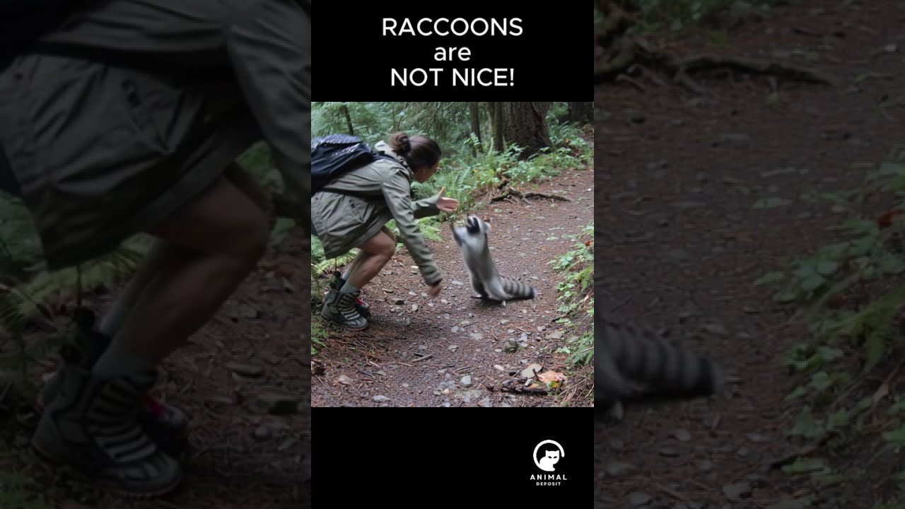  She Tried To Pet A Wild Raccoon Big Mistake