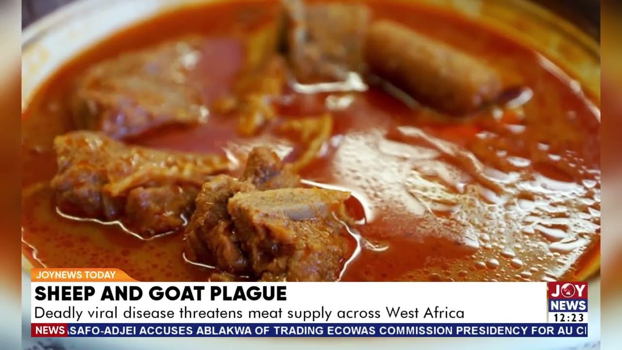 Sheep & Goat Plague: Deadly viral disease threatens meat supply across West Africa
