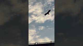 Lincoln The Eagle Flies Over Lincoln Financial Field Before The Eagles Wild Card Matchup