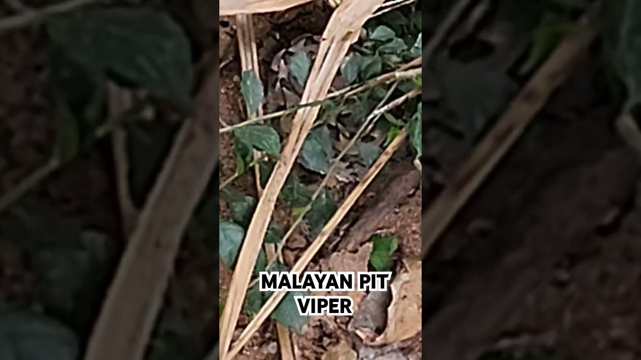 Käärmeen Pyydystys Malayan Pit Viper