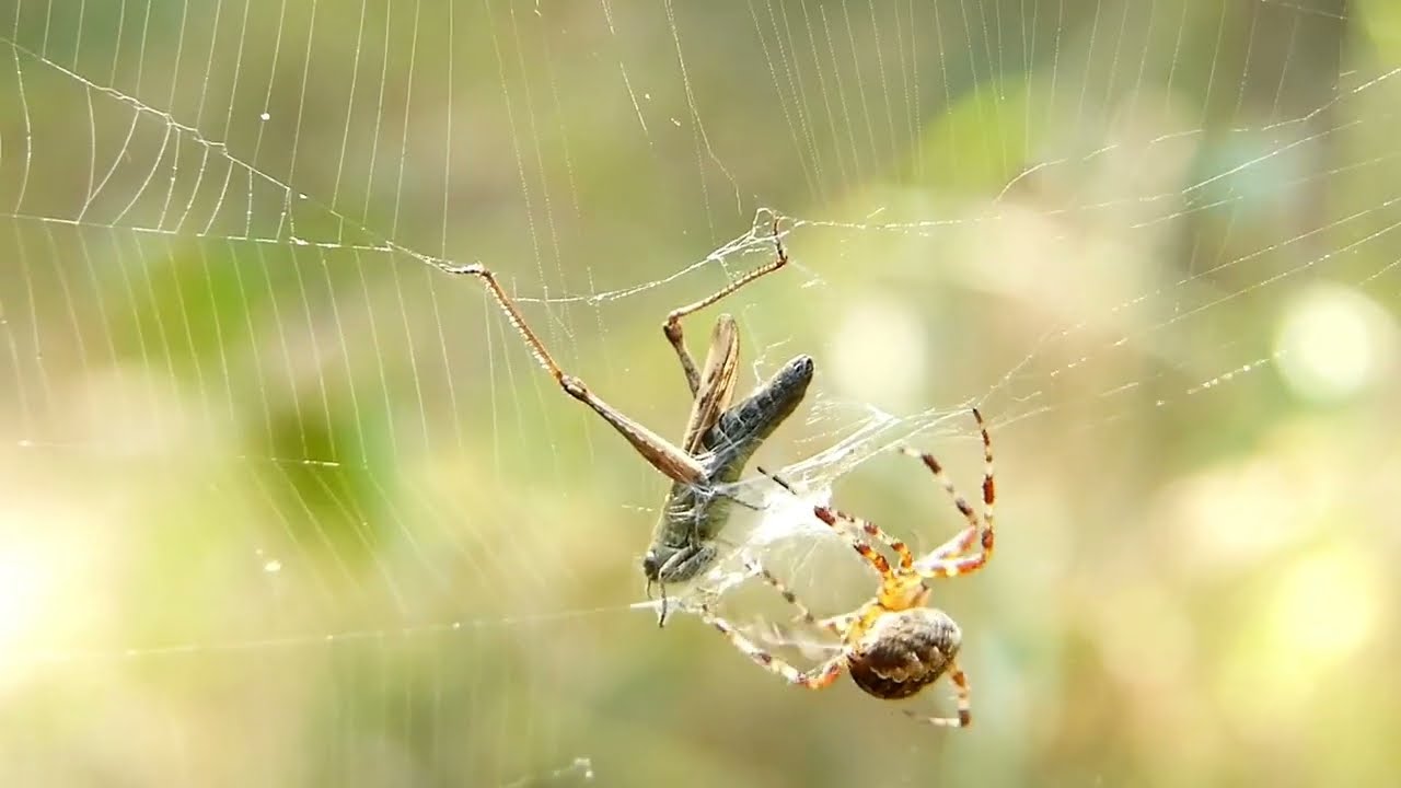 spider catches grasshopper. amazing and swift.
