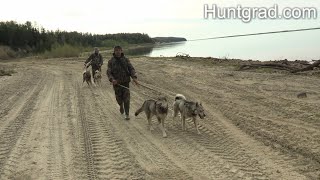 Охота на медведя с западно-сибирскими лайками в ХМАО