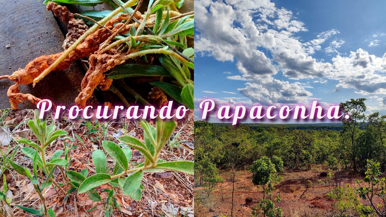 Na #roça aproveitando o dia parte 2/ Fomos Procurar #Papaconha #Planta #Medicinal do Cerrado.