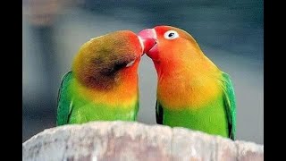 Birds Talking Together & Kissing Beautiful Birds Are Kissing Hello Canada