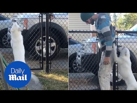 Blind and deaf puppy goes wild when smelling owner coming home - YouTube