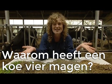 Video: Waarom Droomt De Koe?