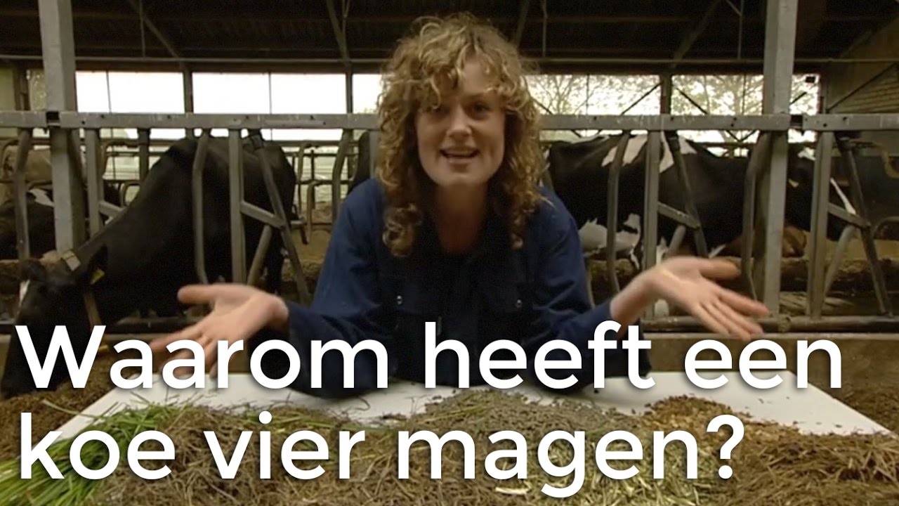 Waarom heeft een koe vier magen? | Vragen van Kinderen