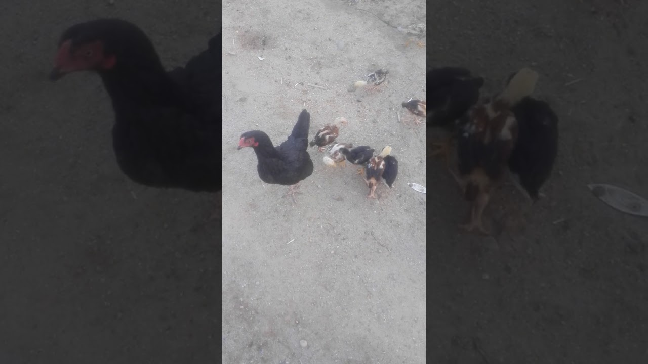 Aseel killer chicks fighting,aseel rooster in Pakistan, new TomTom