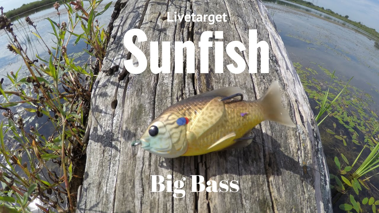 LIVETARGET SUNFISH: Big Bass and Big Blow-ups!!