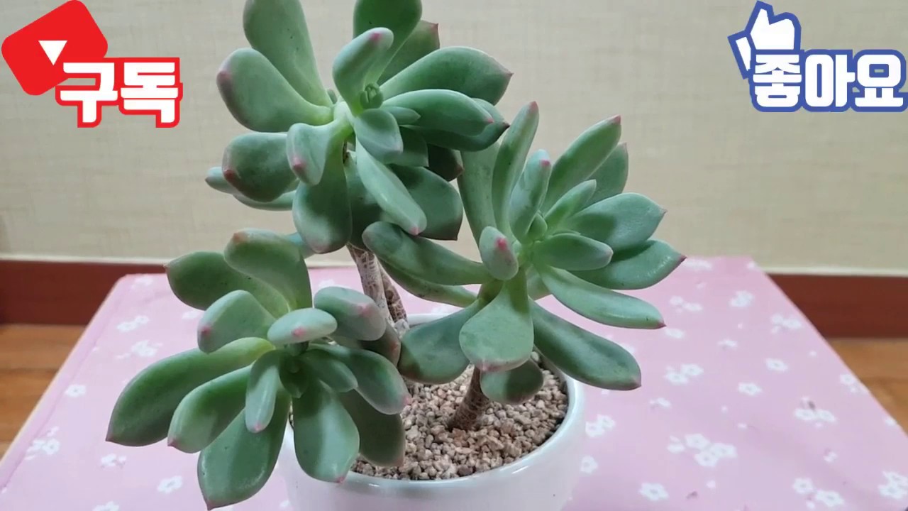 succulent plant. 다육이 청성미인, 삽목, 잎꽂이, 합식까지 한꺼번에 보여드려요